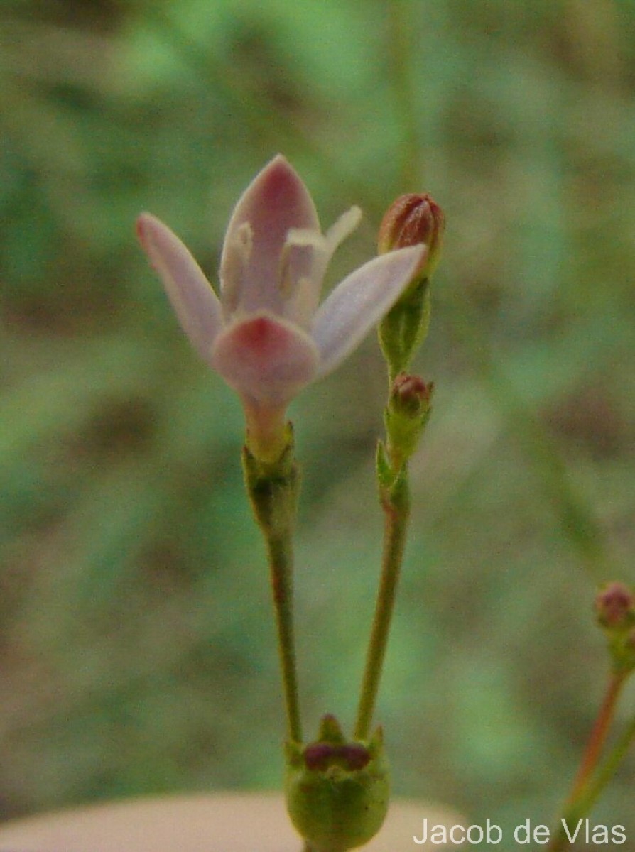 Oldenlandia stricta L.